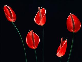 flore
